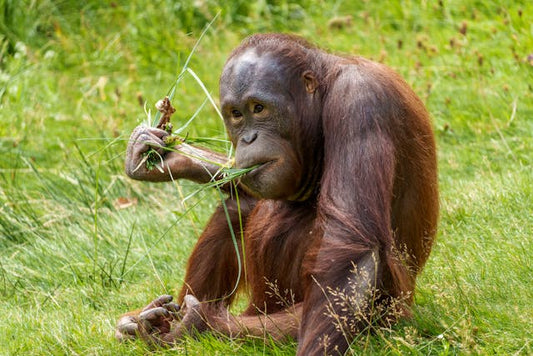 Orangutans Use Herbal Medicine Too!